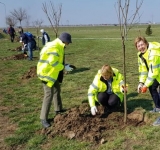 1500 de pomi au fost plantați astăzi în Parcul Municipal Vest