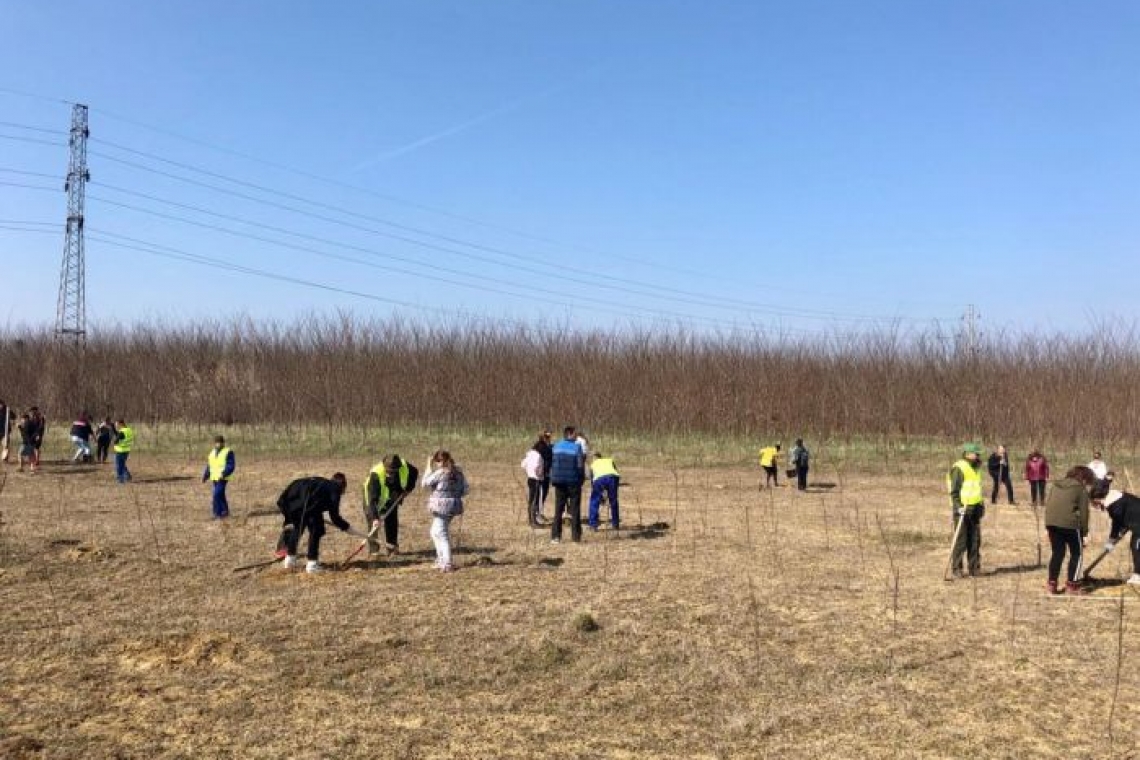 3000 de puieți de salcâm au fost plantați pe Centura de Est a Ploieștiului