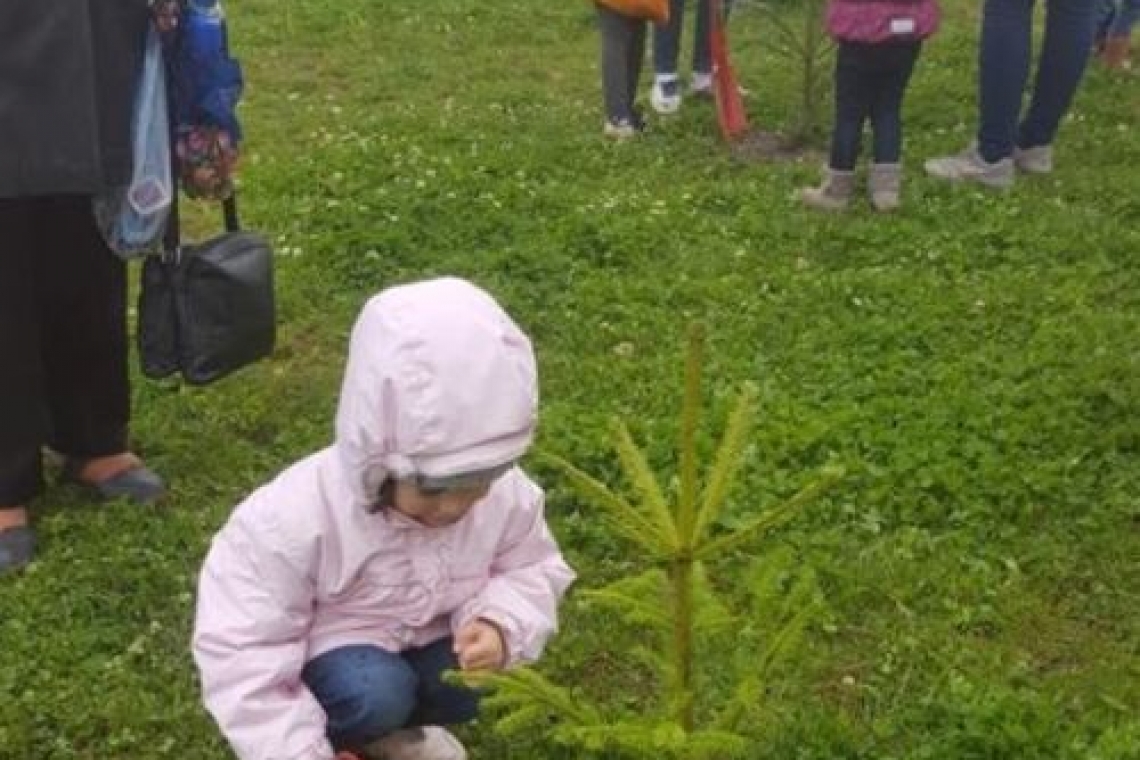 100 de arbuști de conifere au fost plantați la Hipodromul din Ploiești