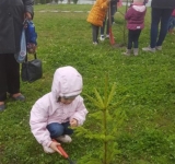 100 de arbuști de conifere au fost plantați la Hipodromul din Ploiești