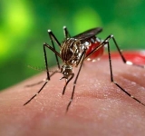 Dacă mergi la mare în Grecia te mănâncă țânțarii! La fel și la Ploiești...