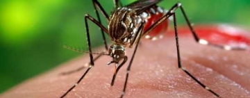 Dacă mergi la mare în Grecia te mănâncă țânțarii! La fel și la Ploiești...