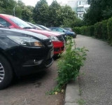 În parcările din cartierele ploieștene cresc buruienile într-o veselie