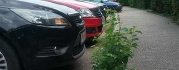 În parcările din cartierele ploieștene cresc buruienile într-o veselie