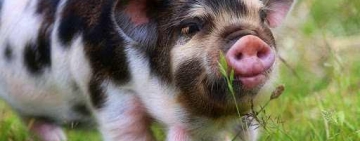 Românii nu vor mai putea crește porci în aer liber! Ordin ANSVSA
