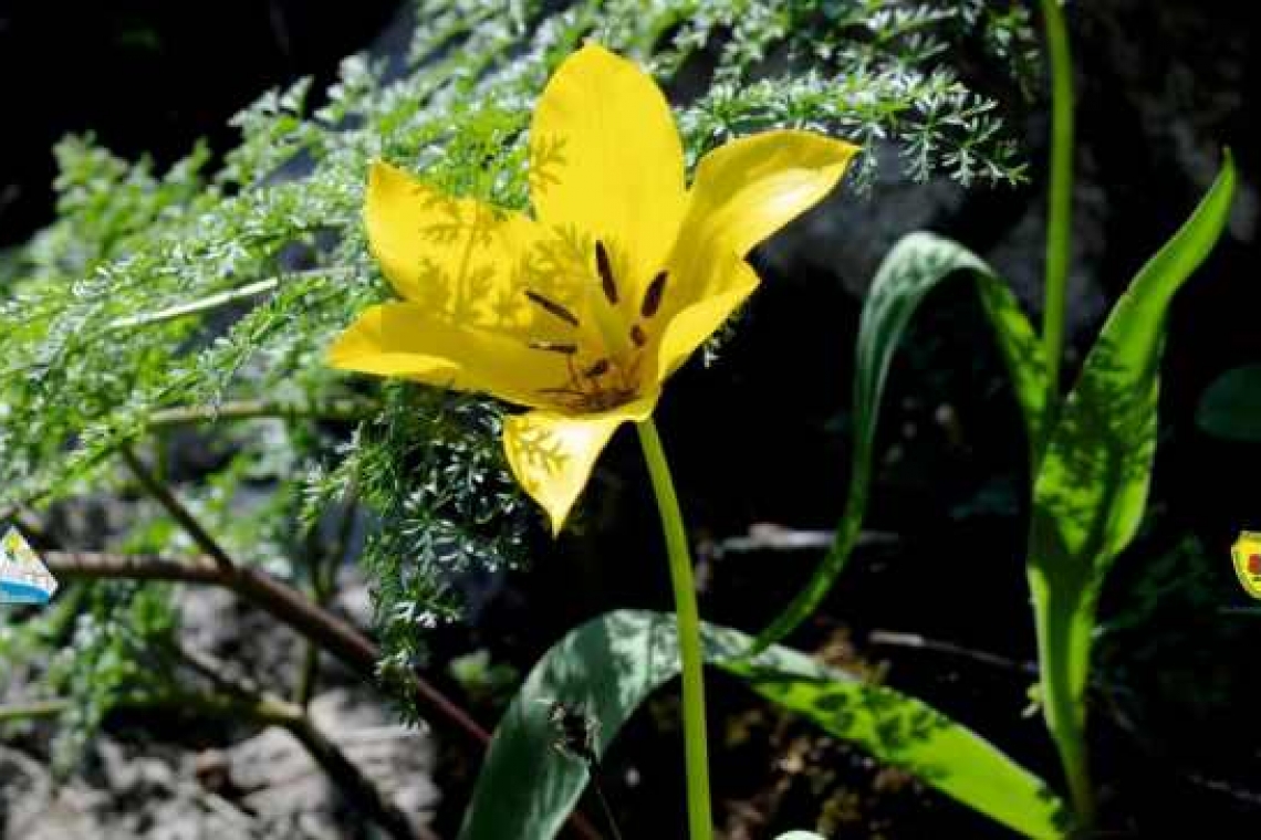O floare unică în lume a înflorit pe stâncile Cazanelor Dunării