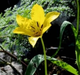 O floare unică în lume a înflorit pe stâncile Cazanelor Dunării