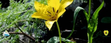 O floare unică în lume a înflorit pe stâncile Cazanelor Dunării