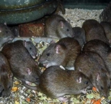 Încep acțiunile de dezinsecție și deratizare pe domeniul pubic al municipiului Ploiești