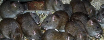 Încep acțiunile de dezinsecție și deratizare pe domeniul pubic al municipiului Ploiești