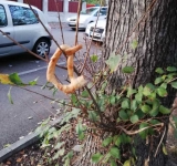 La Ploiești covrigii nu sunt purtați de câini în coadă. Ei spânzură de ramurile copacilor