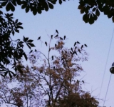 Dă-mi ciorile înapoi! Ne plăcea mirosul de rahat de pe bulevard!