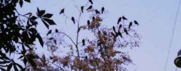 Dă-mi ciorile înapoi! Ne plăcea mirosul de rahat de pe bulevard!