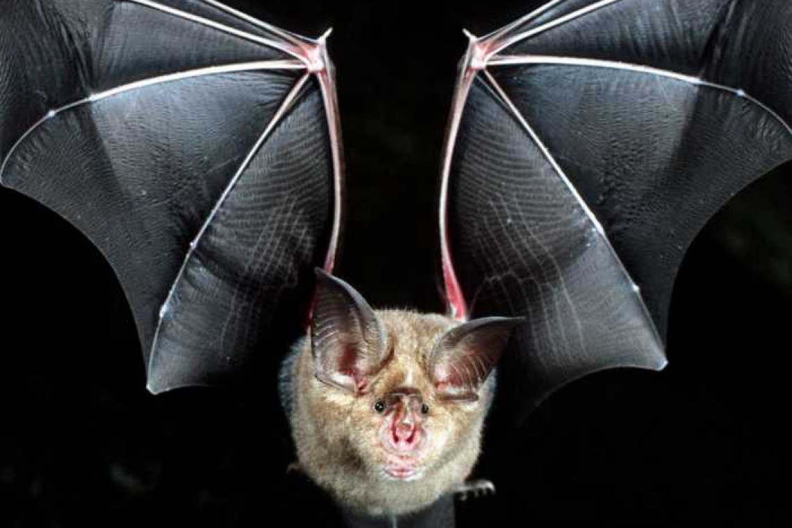 Bine că n-a fost pangolin! Liliacul bicolor a blocat autostrada Ploiești-Buzău!