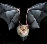 Bine că n-a fost pangolin! Liliacul bicolor a blocat autostrada Ploiești-Buzău!