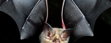 Bine că n-a fost pangolin! Liliacul bicolor a blocat autostrada Ploiești-Buzău!