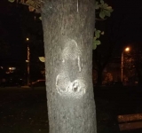 Cum și-au bătut joc tinerii frumoși și liberi de castanii de pe Bulevardul Independenței?