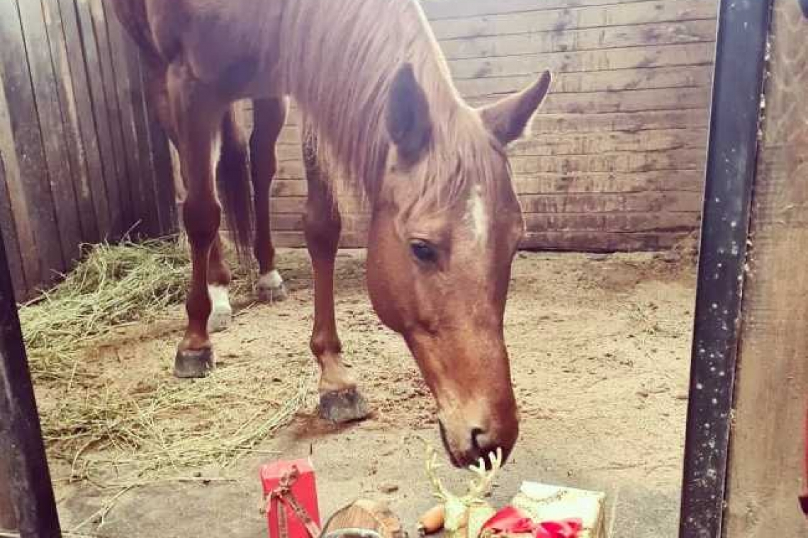 S-au bucurat ca niște copii! Vedetele de pe Hipodromul Ploiești au primit daruri de Moș Nicolae