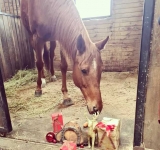 S-au bucurat ca niște copii! Vedetele de pe Hipodromul Ploiești au primit daruri de Moș Nicolae