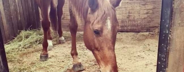 S-au bucurat ca niște copii! Vedetele de pe Hipodromul Ploiești au primit daruri de Moș Nicolae