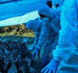 Primul caz de transmitere al gripei aviare H5N8 la om, descoperit în Rusia. OMS a fost anunțată