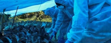 Primul caz de transmitere al gripei aviare H5N8 la om, descoperit în Rusia. OMS a fost anunțată