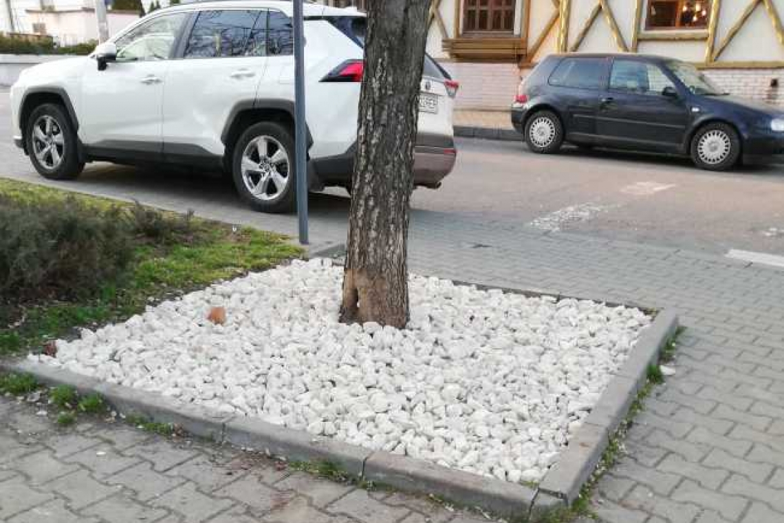 Castanii de pe Bulevardul Independenței au o ”bază” nouă