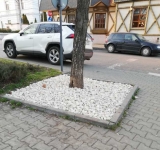 Castanii de pe Bulevardul Independenței au o ”bază” nouă