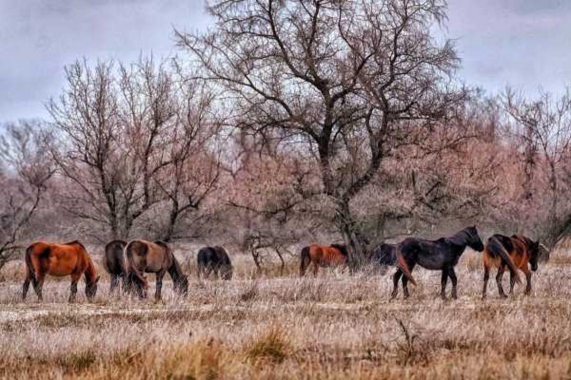 Pădurea Letea, rezervația apărută pe nisipul rămas după retragerea Mării Negre
