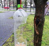 Mari iubitori de păsări, ploieștenii au construit hrănitoare în copacii de pe Bulevard