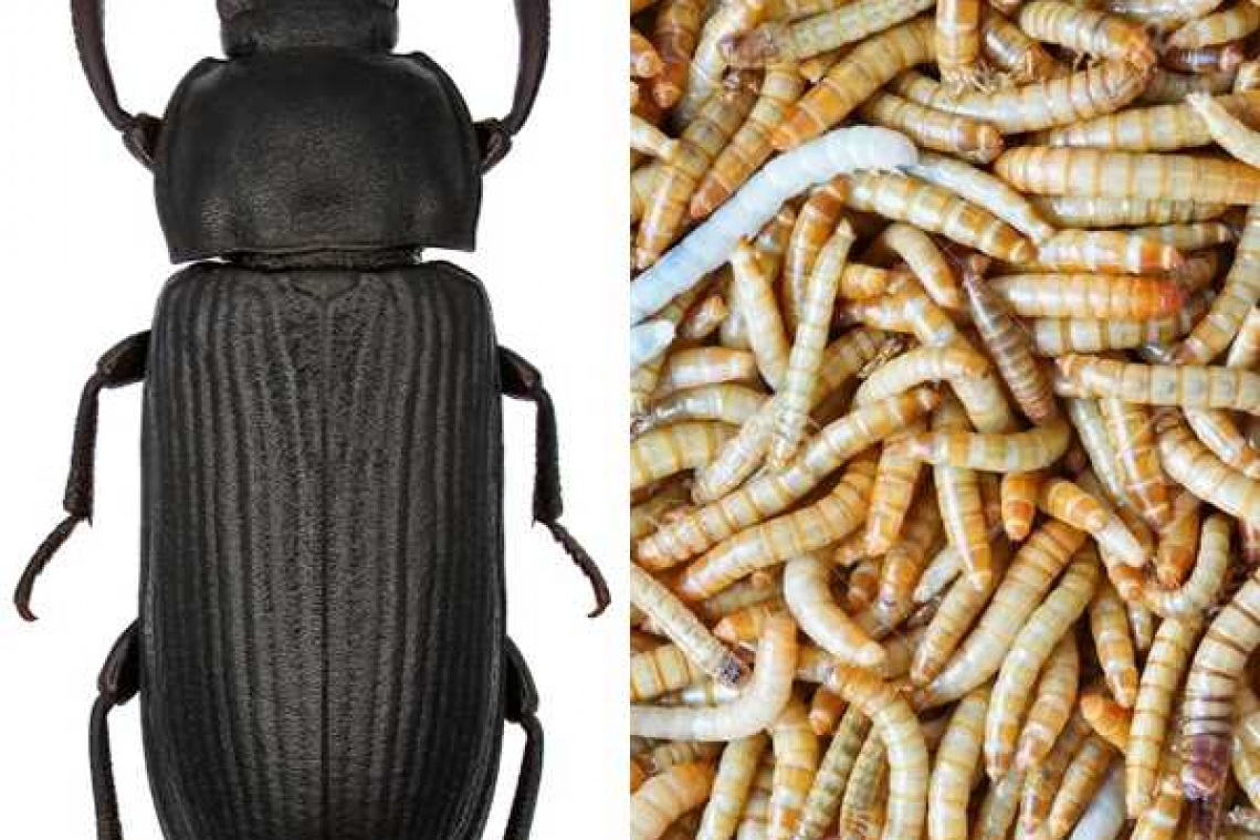 Poftă bună la ”sfaiogi”! Românii vor mânca vermii folosiți ca hrană pentru tarantule și scorpioni