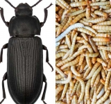 Poftă bună la ”sfaiogi”! Românii vor mânca vermii folosiți ca hrană pentru tarantule și scorpioni