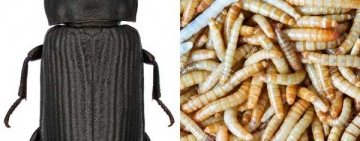 Poftă bună la ”sfaiogi”! Românii vor mânca vermii folosiți ca hrană pentru tarantule și scorpioni