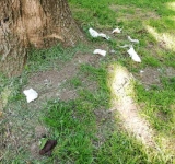 Au fost ”igienici”! S-au șters la fund! ”Treabă mare” printre castanii de pe Bulevardul Independenței