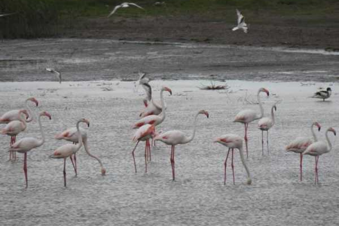 Au revenit păsările flamingo în Delta Dunării!