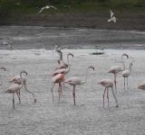 Au revenit păsările flamingo în Delta Dunării!
