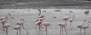 Au revenit păsările flamingo în Delta Dunării!