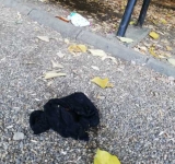 Au trecut la un alt nivel! Își lasă chiloții prin parcurile Ploieștiului!