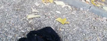 Au trecut la un alt nivel! Își lasă chiloții prin parcurile Ploieștiului!