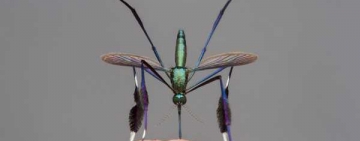 Incepe dezinsecția în cartierele Ploieștiului!