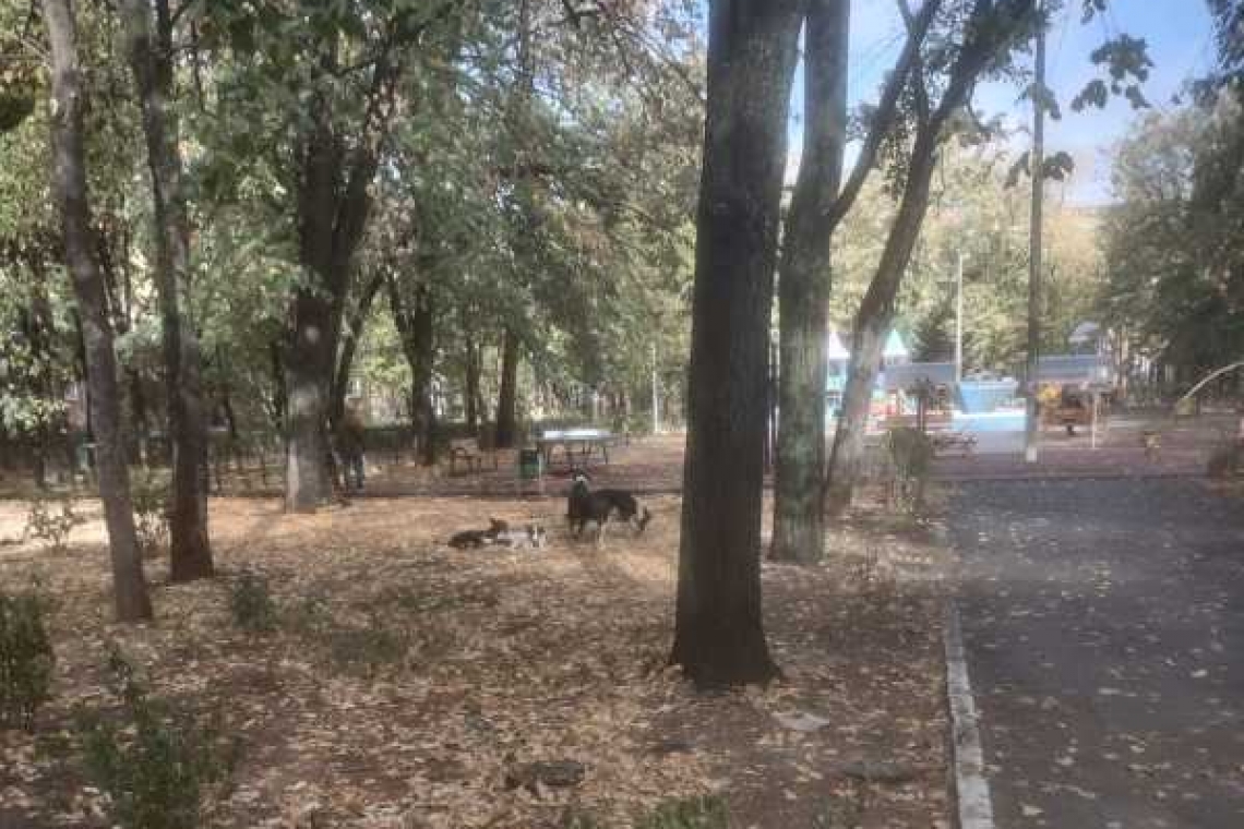 Parcul Eminescu a fost invadat de maidanezi! Nu se ia nicio măsură!